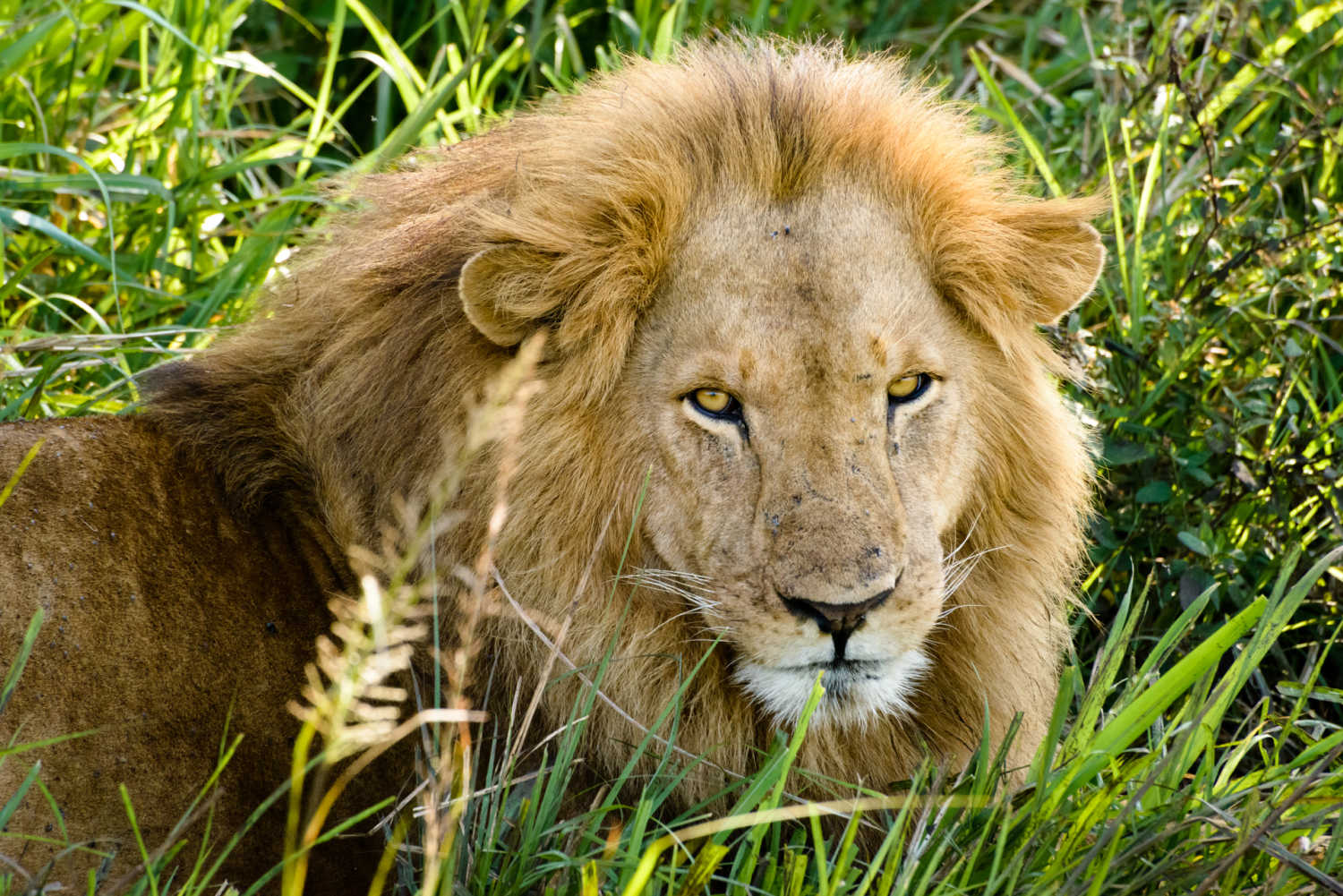 uganda lion by cheri desailly